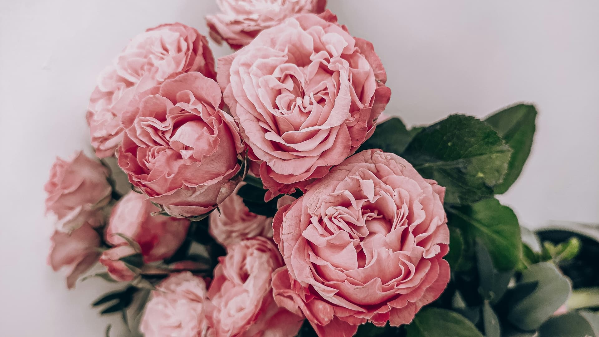 Visuel de la collection Cadeaux pour les amoureux des fleurs
